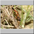 Anomalinae spp - Schlupfwespe w81g 16mm fdet02.jpg